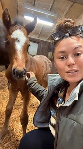Moose is 8 days old, so here’s an update on his lax pasterns🐴💙 | Katie Van Slyke