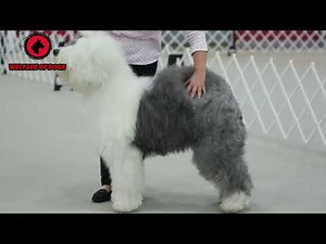 Best 30 Large Dog Breeds For Retirees