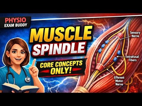 Muscle Spindle | Motor System