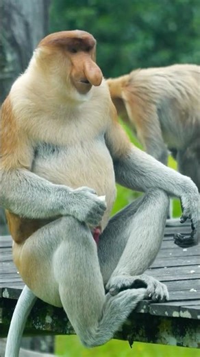 Khỉ mũi dài loài linh trưởng kỳ lạ ở Borneo