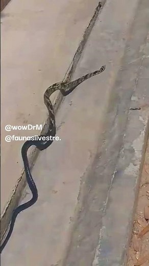 La Serpiente Spilotes pullatus