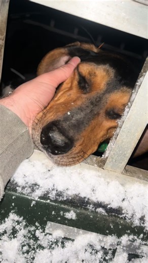 Exploring Hound Breeds in Bear Hunting Adventures