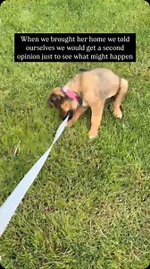 Today is Dora’s first birthday 😭🙏🏼❤️ This is a huge milestone we were told in the beginning she might not make it to 💔 I’m so incredibly proud of our BIG, brave girl. She’s never once had a bad day in her life and we will continue to make sure she doesn’t so as long as we possibly can. She will continue to go to her oncologist for the next two years, but as it stands right now Dora is cancer free and there are no signs of any regrowth! To celebrate today I am hoping everyone could donate $1 