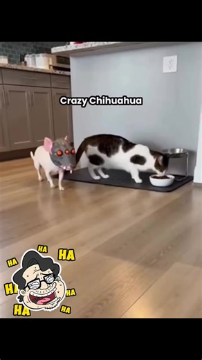 Muttley Laughs and Crazy Chihuahuas!