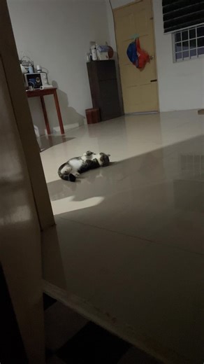 Munchkin Cats: Adorable and Unique Companions