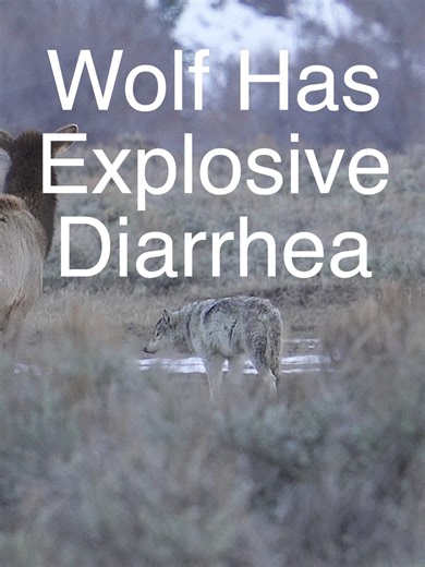 Wolf's Unfortunate Bubble Guts Experience