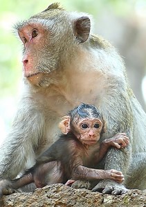 Most lovely Jane's baby! really adorable newborn baby monkey is asking her mom for milk and play around her mom... | Jane Family