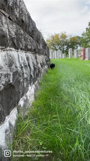 Appa all day everyday 💕 #tuxedocat #cat #27photochallenge #momoappathecats #MomoAppaAdventures