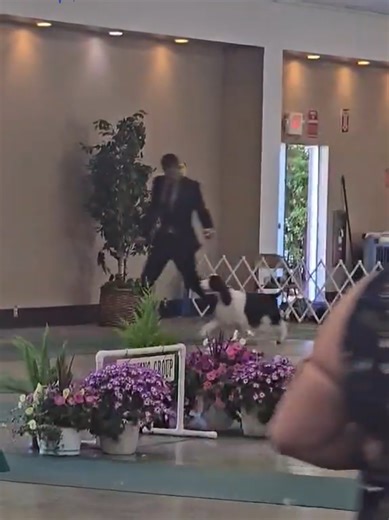 #SportingDog CA 3.14.26 #ADF #AKC | sporting