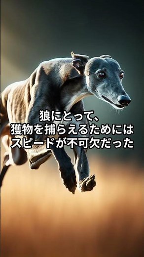 驚異のスピード！最速犬種グレイハウンドの全力疾走
