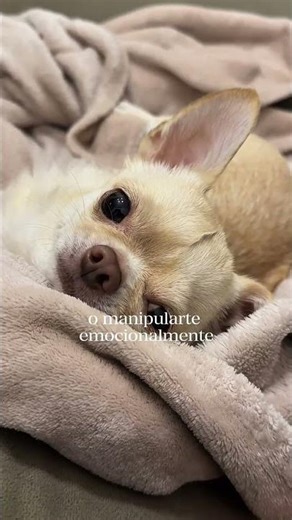 Royal Canin | Chihuahua Day