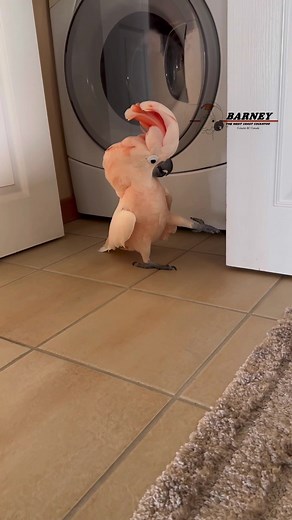 Barney vs Vacuum Cleaner: Hilarious Cockatoo Encounter!