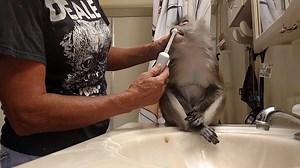 This monkey refuses to start the day until her teeth are brushed. How cute is that? | Rumble