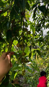 បងប្អូនចង់ពិសារផ្លែនេះអាចមកបេះដល់ទីតាំងបាន ធម្មជាតិពិតៗ🍒🍒 #shortsreels #reelschallenge #kids #reelsviralfb #naturelovers #bestphotochallenge #boys #food #trees | Craft Ideas