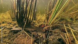 European medicinal leech (Hirudo medicinalis) starts swimming at the bottom of the pond. Estonia.