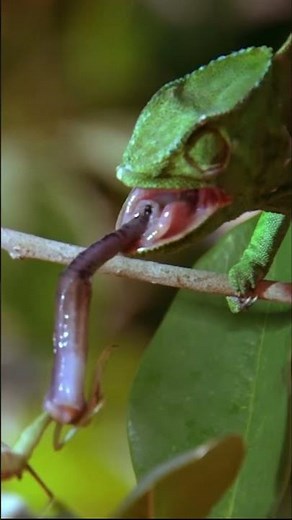 Camouflage Champions FIGHT for Life: Mantis vs. Chameleon