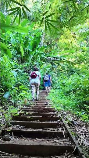 🌿 Into the Wild: Exploring the Amazon Rainforest 🌎🌳