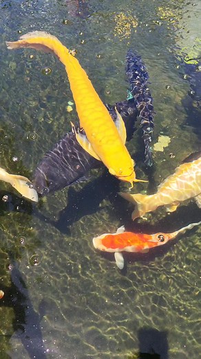 Oyeee Banana Yellow Albino Silver Arowana | Oyeee Petshop