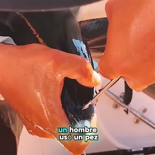 A 7-pound fish caught a 500-pound bluefin tuna.#bluefintunafishing#bluefintuna #wickedtuna #tuna #fishing