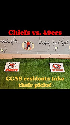 Less than an hour until kickoff for tonight’s big game, and our CCAS pups made their picks! It was a close one, but let’s just say they’ve decided they’re reading for their furever (Ma)homes era! ❤️💛🏈 As an added bonus, all dogs featured are longtimers and part of our Leap Into Love $29 adoption promo! Come meet these kiddos when we reopen Tuesday. Enjoy the game! #cuyahogadogs #chewsadoptionccas #shelterdogsrockoh #leapintolove #superbowl #superbowl2024 #superbowllvi #chiefs #49ers #taylorsbo