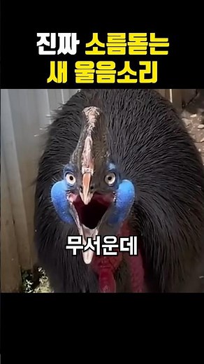 진짜 소름돋는 새 울음소리ㄷㄷ