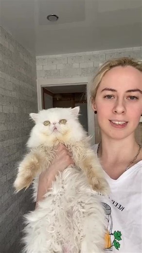 51 Есть такая работа — котом быть #хочуврек #котики #котэ #втоп #кот | cat