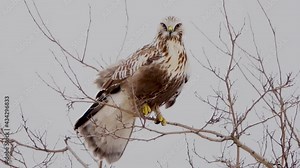 rough-footed buzzard, Buteo lagopus, stands on a tree branch. tree shakes from the strong wind