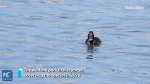 1.6K views · 143 reactions | A critically endangered Baer's pochard duck has been spotted in the wetlands of southwest China's Yunnan Province. | China Xinhua News | Facebook