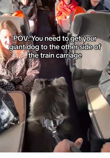 Getting Your Giant Dog Across the Train Carriage