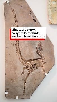 🪶This feathery fossil from China changed the way we see dinosaurs ⁣- BBC World Service #shorts