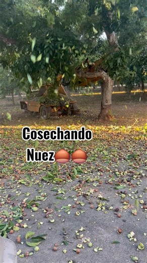 así cosechamos la nuez🌰🌰 #campesinos #agricultura #nuez #farming #oxnard #california #fruit #frutas