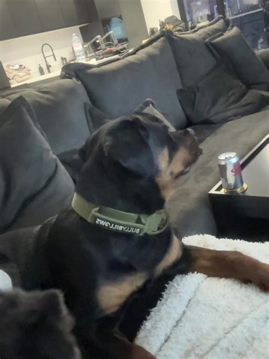 How fast his head turns ffs 🤣 #fyp #viral #rottweiler #rottweilerpuppy #dogsoftiktok @chafey