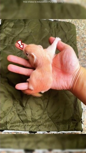 A pink-colored mouse cannot buy the entire family