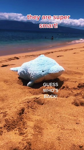 Reunited: The Dolphin Pillow Pet Returns After 10 Years!