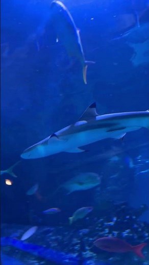 Shark Spectacle: Multiple Sharks in Action at Blue Planet Aquarium #aquarium #sharks