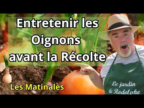 Comment Obtenir des Oignons Gros et Savoureux : Guide Complet?
