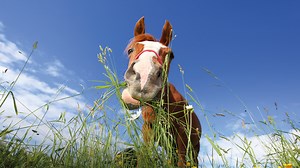 How different grazing systems can help you control your horse’s weight *H&H Plus* - Horse & Hound
