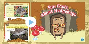 Fun Facts about Hedgehogs PowerPoint