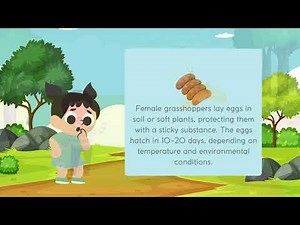 The Life Cycle of a Grasshopper