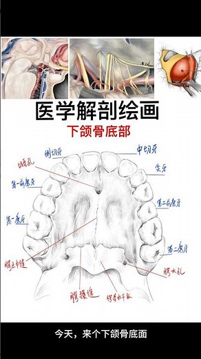 Medical Anatomy Painting of Maxillofacial Surface