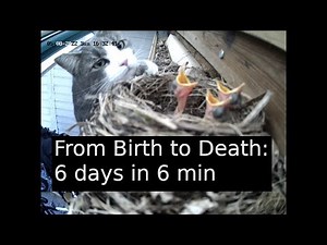 From Birth to Death: 6 days in 6 min - bird chicks life best moments