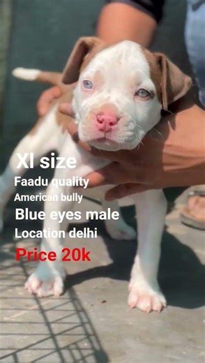 FAADU QUALITY 🔥 BLUE EYES