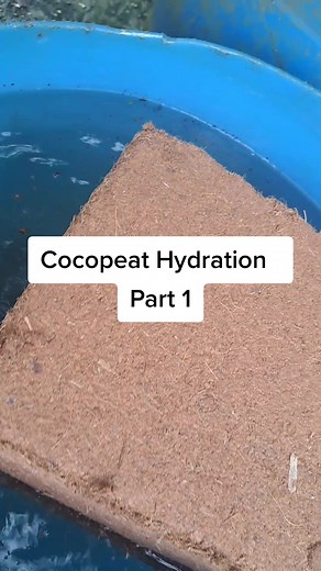 Good Day everyone, many people were concerned about how to hydrate the cocopeat, so here's a video showing you step by step, what you should do. (Part 1) #cocopeat #coconutfiber #Hydroponics #aquaponics #farming #agriculture #fyp #foryoupage #trinidadandtobago