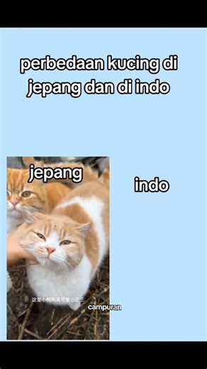 perbedaan kucinh di jepang dan indonesia #cat #catvideos #kucinglucu #funny