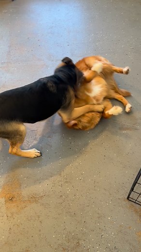 My Puppy Coach client Zeb playing at Mac’s Pack today! Getting that much-needed socialization that he needed! So proud of you Zeb! @ourpuppycoach.com | The Puppy Coach LLC