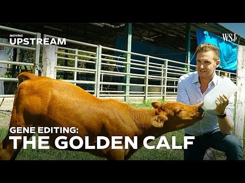 This Gene-Edited Calf Could Transform Brazil's Beef Industry | Moving Upstream