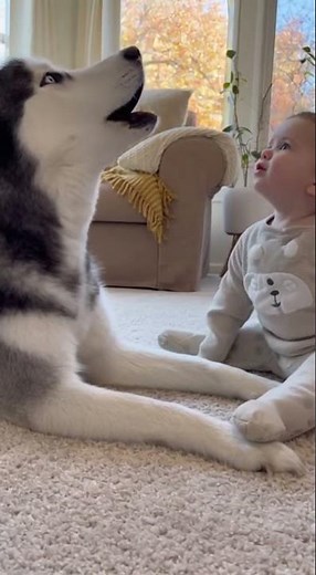 Baby Tries Howling Like Husky 🐶💖 Husky Brings Toy – Too Cute!