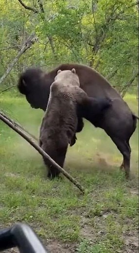 The CRAZY Reason Bison Beat Grizzly Bears in the Wild