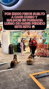 308K views · 7.2K reactions | Por $2000 pesos suelta a Cane Corso y Malinois en una farmacia  (La revancha)  #perros #mascotas #educacioncanina #perrofeliz #perrosgraciosos #educacioncanina #entrenamientocanino #obedienciacanina #pastorbelgamalinois #canecorso #pastoraleman #educantraining #pitbull | EduCan Training | Facebook