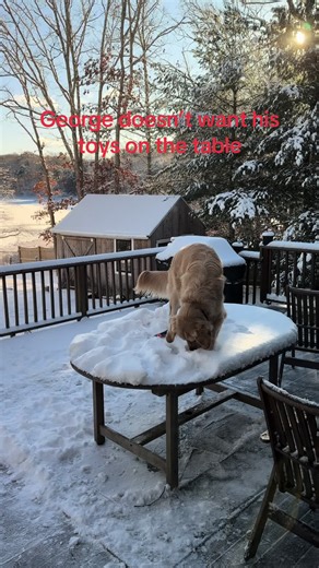 Golden Retriever George Hates Toys on the Table
